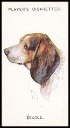 3 Beagle